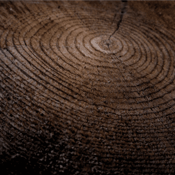 Sedlacel Carpenter - Showcase 6